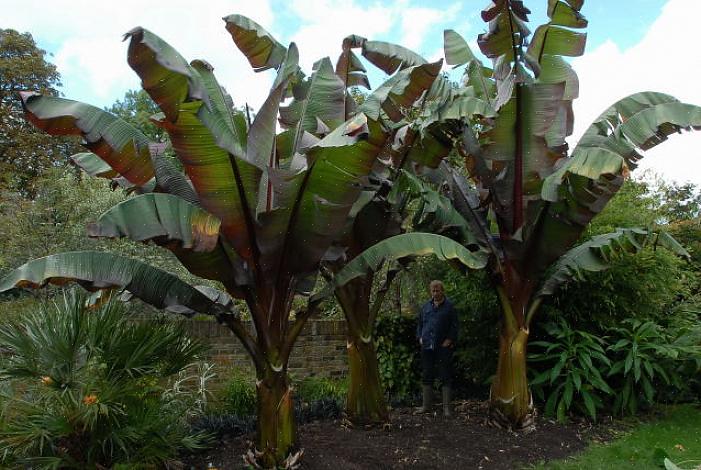 Dit is een van de belangrijkste verschillen tussen Ensete
