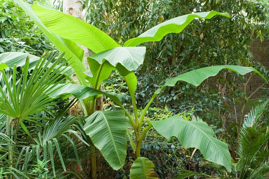 Naast de Japanse banaan omvatten andere namen die met deze soorten worden geassocieerd