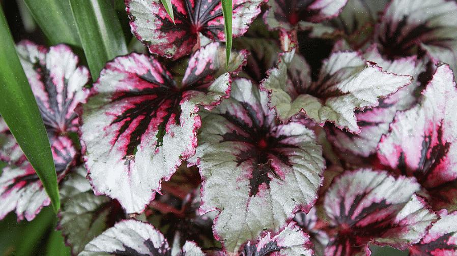 Onder de verschillende soorten begonia's is Begonia rex een van de mooiste
