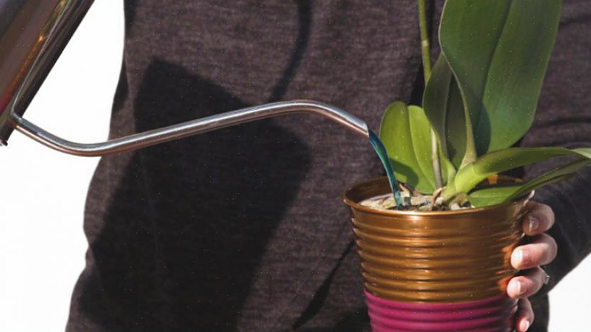 Omdat ureum geen echt beschikbare stikstofbron is voor epifytische orchideeën