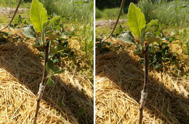 We willen niet dat er waterdruppels in het transplantaat komen