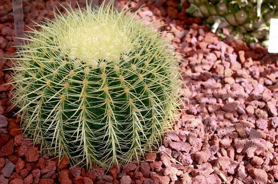 Zijn perfect geschikt om binnenshuis te kweken in gebieden waar de plant veel zonlicht kan krijgen