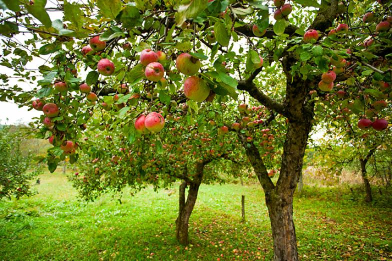 Sommige fruitsoorten kunnen echter vrucht dragen met stuifmeel van dezelfde boom of met stuifmeel