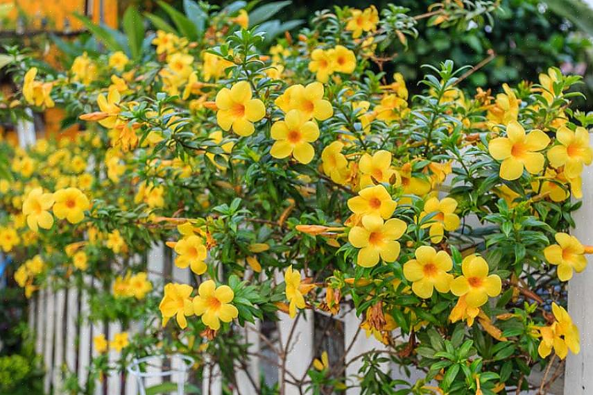 De gevaarlijkste periode voor de teelt van Allamanda is de winter