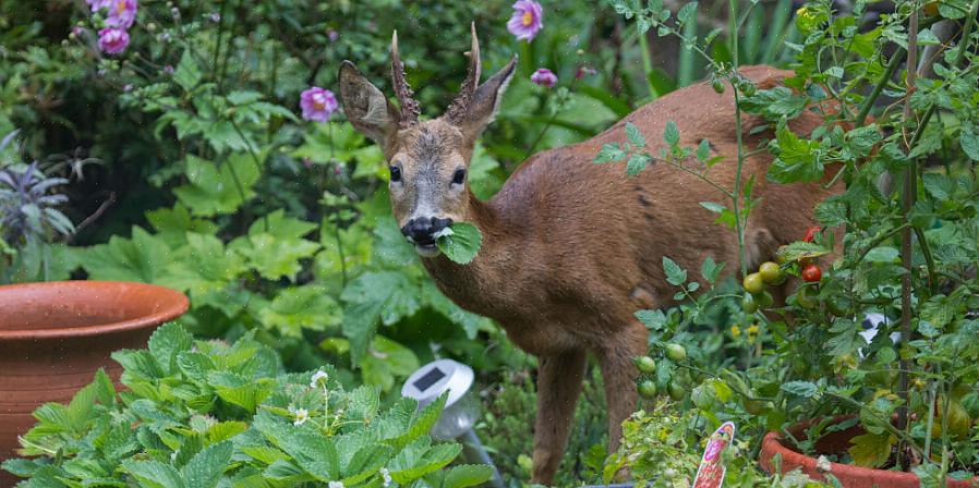 Is "hertenbestendige bomen" iets van een verkeerde benaming