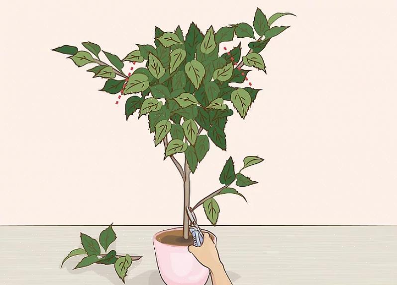 Sommige weggelopen planten vreten misschien je woonkamer op