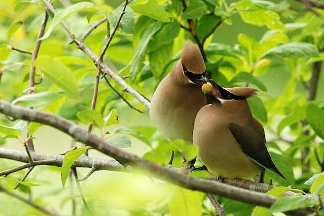 De felgele staartpunt van de ceder waxwing is tijdens de vlucht net zo duidelijk zichtbaar als wanneer