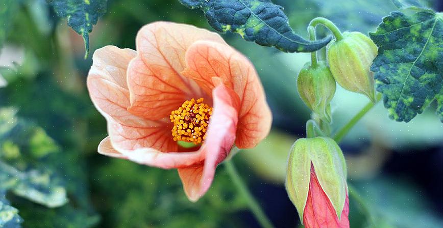 Er zijn twee uitstekende redenen om Abutilon-soorten te kweken