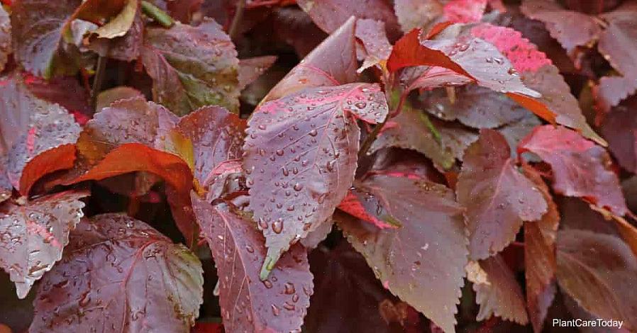 Acalypha houdt van een regelmatige toevoer van water