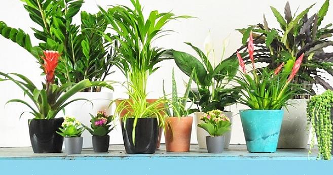 Fatsia kan buiten wel zestien voet lang worden