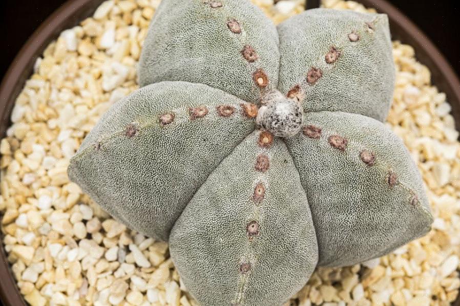 Kan het jaren duren om een Astrophytum tot dat niveau te voeden