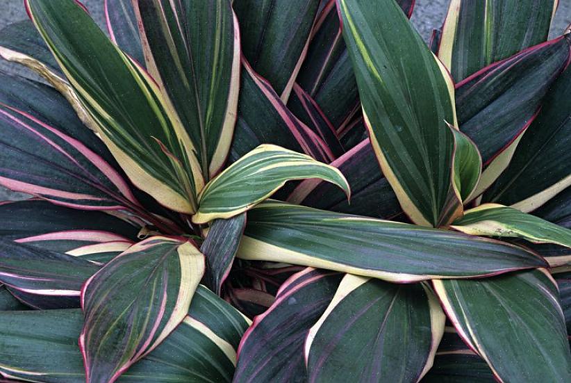 Cordyline (botanische naam