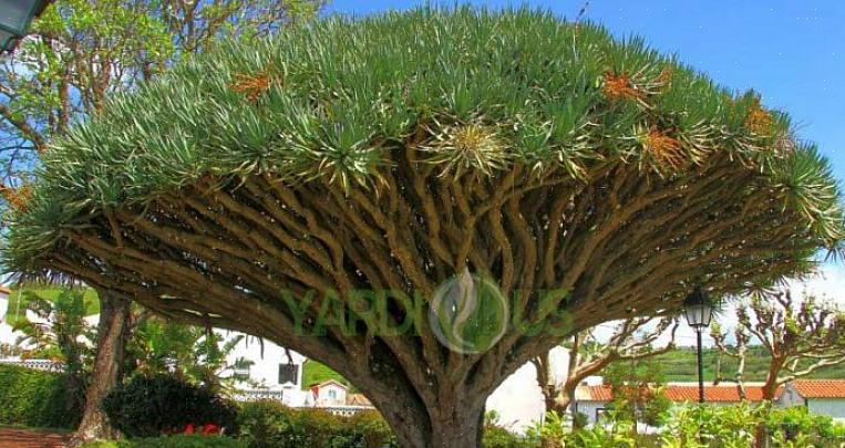 De drakenbloedplant (Dracaena draco) is niet de mooiste kamerplant