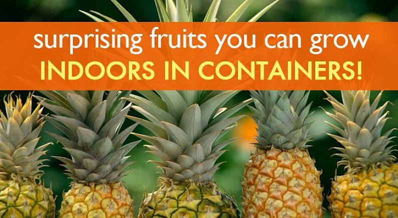 De beste fruitboomvariëteiten voor potten zijn onder meer