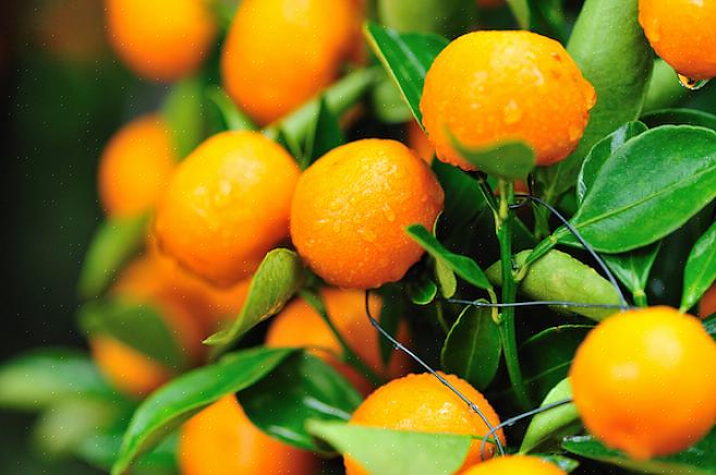 Het kweken van fruitbomen in containers is verrassend eenvoudig