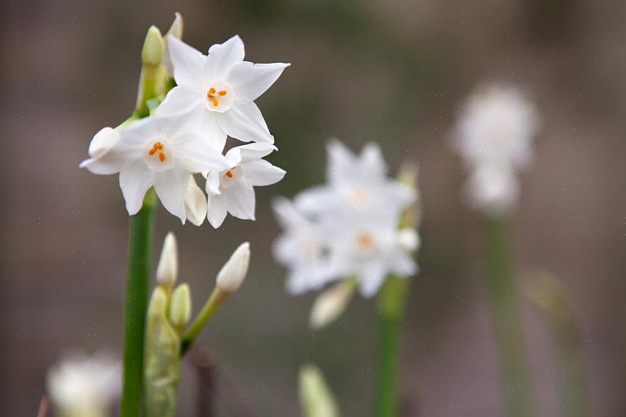 Paperwhite narcissen kweken wij graag in een hoge pot of vaas