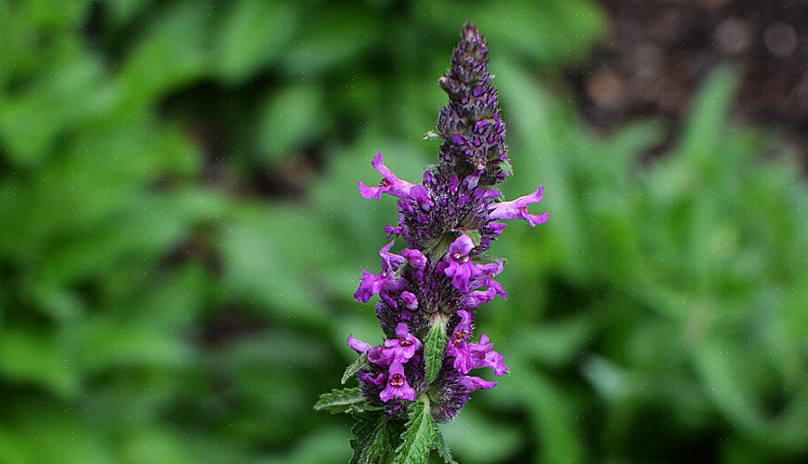 Betonie (Stachys officinalis) is een overblijvend kruid dat winterhard is tot USDA-planthardheid zone 4