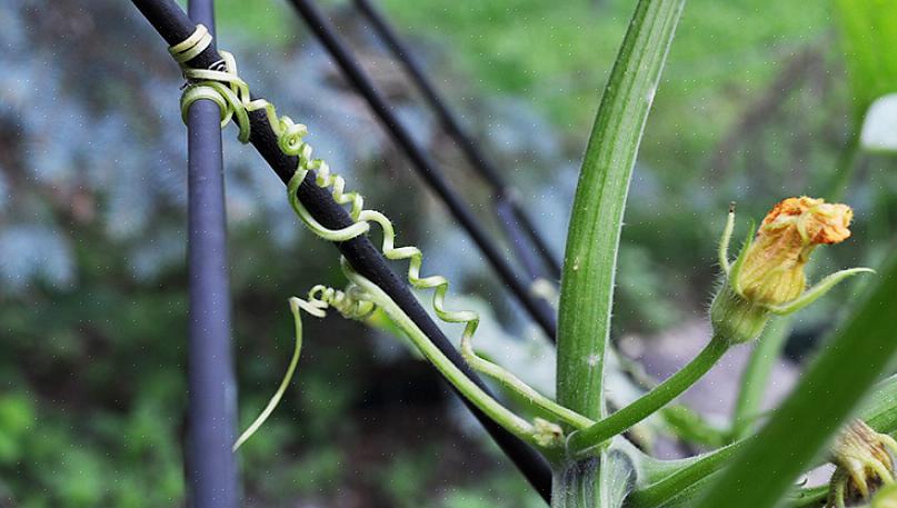 Zodra de bloemen beginnen te openen