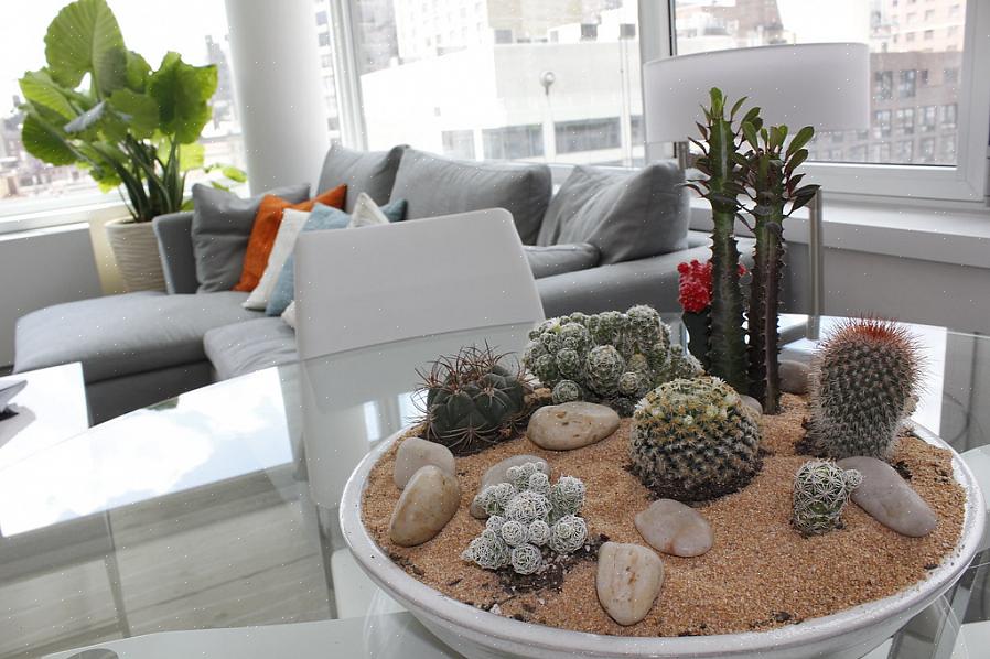 Zijn kamerplanten misschien niet het beste decoratieschema voor jou
