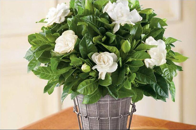 De gardenia (Gardenia jasminoides) is een geliefde plant om de zeer eenvoudige reden dat maar weinig