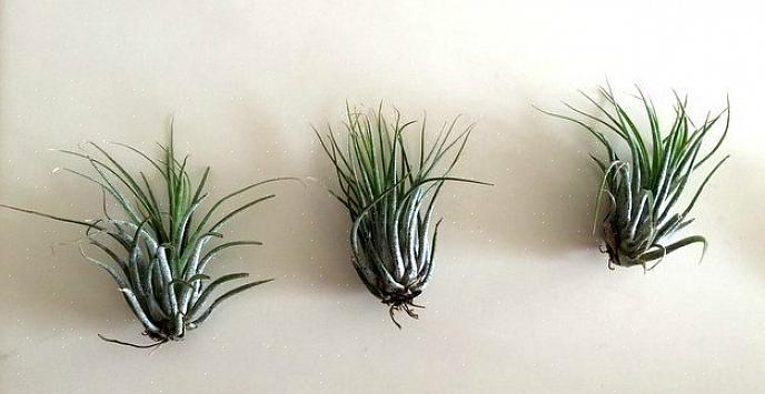 In feite zijn alle tillandsia van nature epifytische luchtplanten die groeien door zich vast te klampen