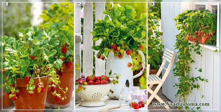 Aardbeien zijn ook mooi - een geweldig voorbeeld van een plant die zowel sierlijk als eetbaar is