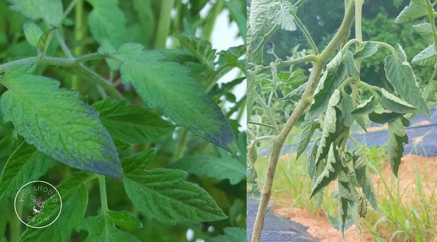Hebben de tomatenbladeren een of twee vlekken per blad