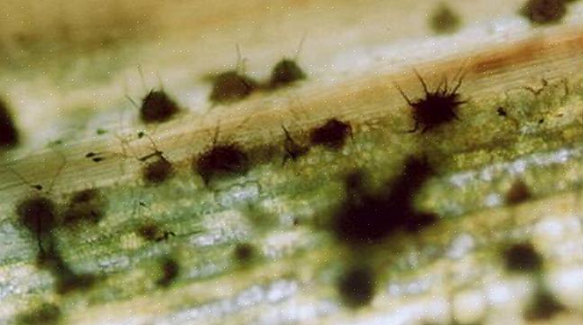Anthracnose kan de toppen van een boom al vroeg in het seizoen aantasten voordat er bladeren zijn gegroeid