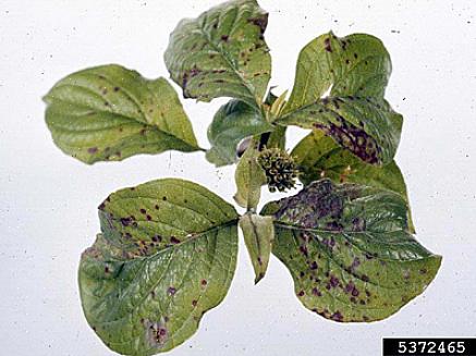 Anthracnose op zwarte
