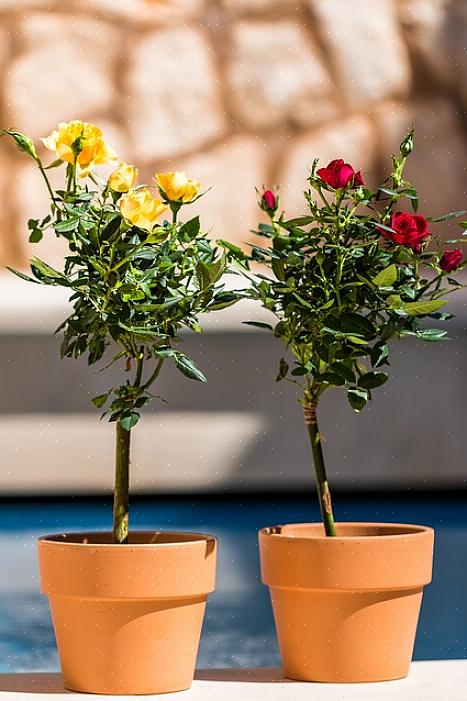Rozen behoren tot de mooiste tuinplanten