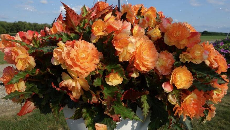 Deze soorten begonia's hebben onbeduidende bloemen