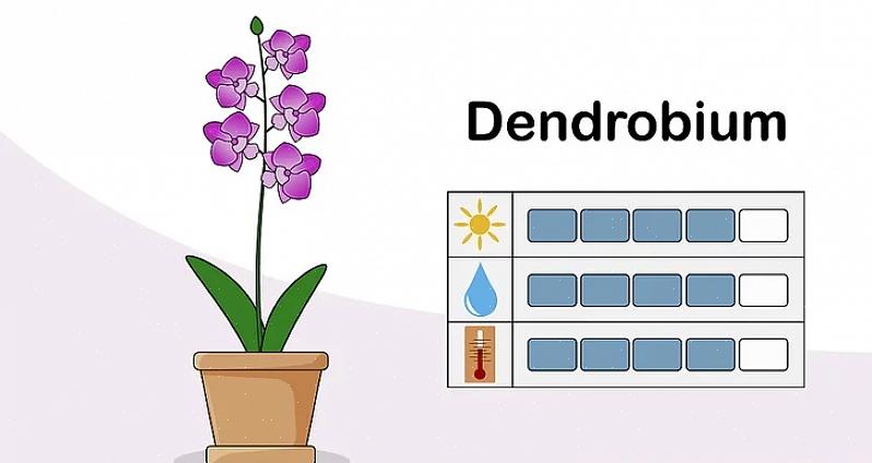 Beseffen al snel dat gezonde orchideeën niet groeien in gewone potgrond