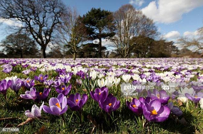 De plantenwereld zendt deze tekenen jaarlijks uit om ons te vertellen dat de winter voorbij is