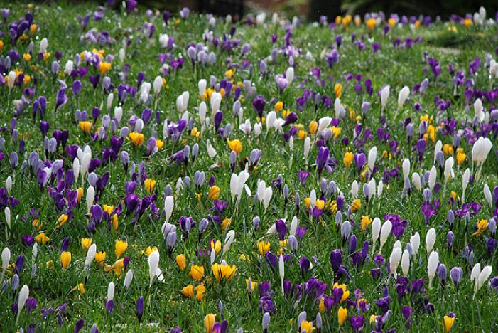 Een van de eerste landschapsplanten die in een noordelijke tuin bloeit