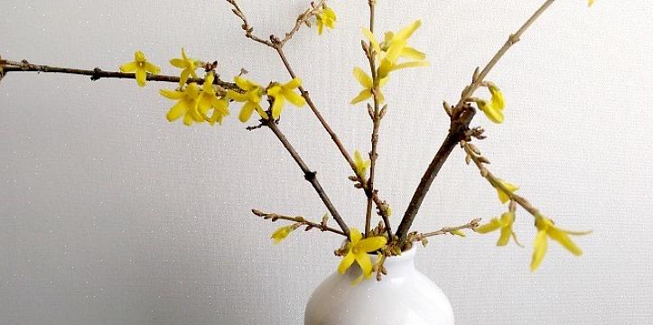 Hoe forsythia-bloemen te forceren