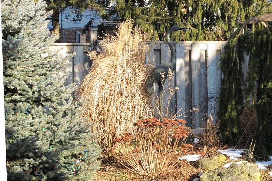 2 meter breed) De dwerg Alberta-spar is terecht een van de meest populaire dwerg-evergreens