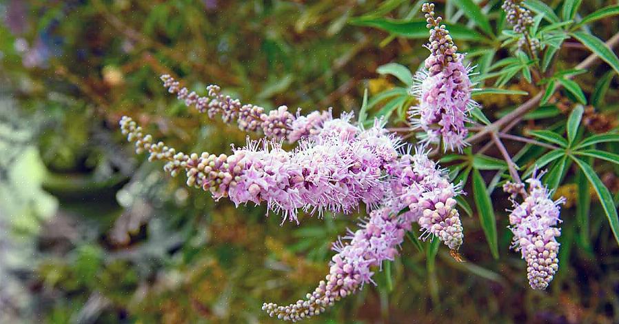 De kuise boom (Vitex agnus-castus) is een mooie bladverliezende struik die in de zomer trossen paarse