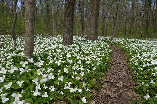 Giant Trillium is erg opzichtig