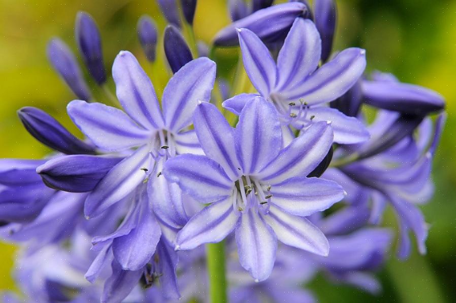 De Agapanthus ook wel de blauwe Afrikaanse lelie of gewoon Afrikaanse lelie genoemd is een prachtige plant