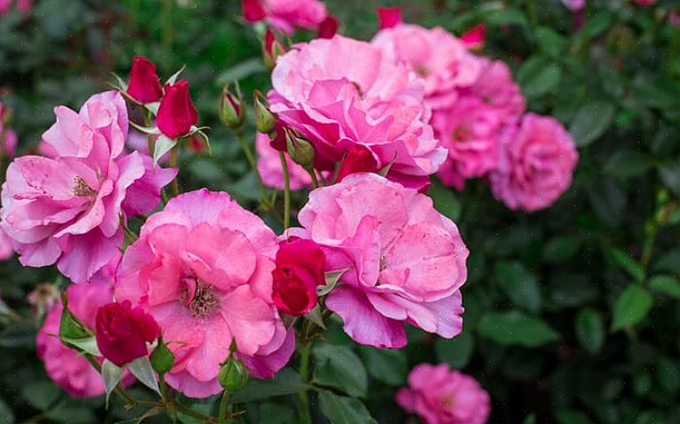 Floribunda-rozen