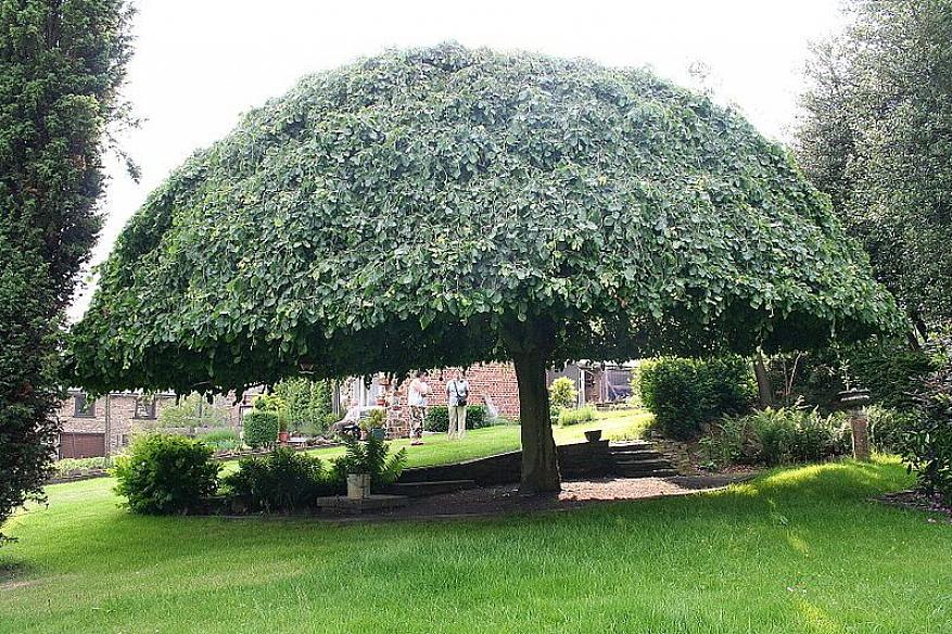 Enkele voorbeelden van ronde bomen zijn