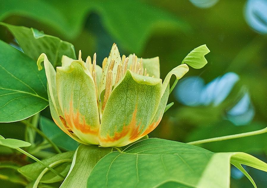 U kunt deze soort zien die tulpenboom