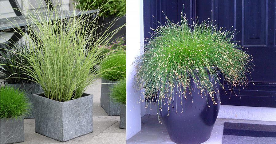 Veerrietgrassen (Calamagrostis x acutiflora) zijn koele