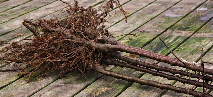 Kale wortelplanten in winkels blijven mogelijk langer hangen dan planten die per post worden verzonden