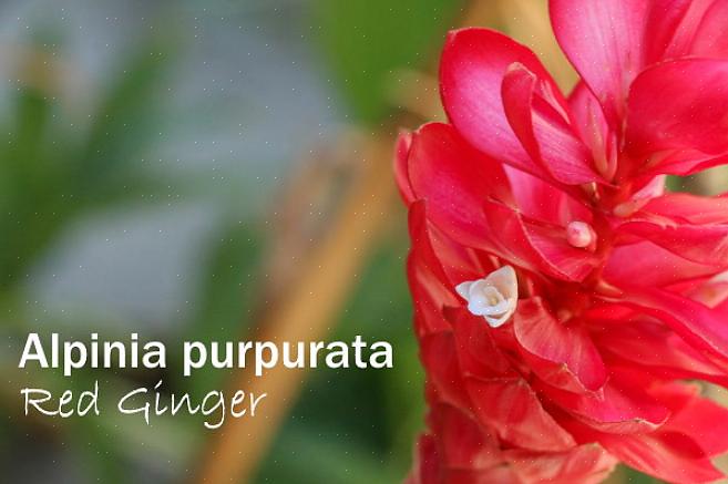 Als tropische plant geven gemberplanten de voorkeur aan temperaturen boven de 10°C