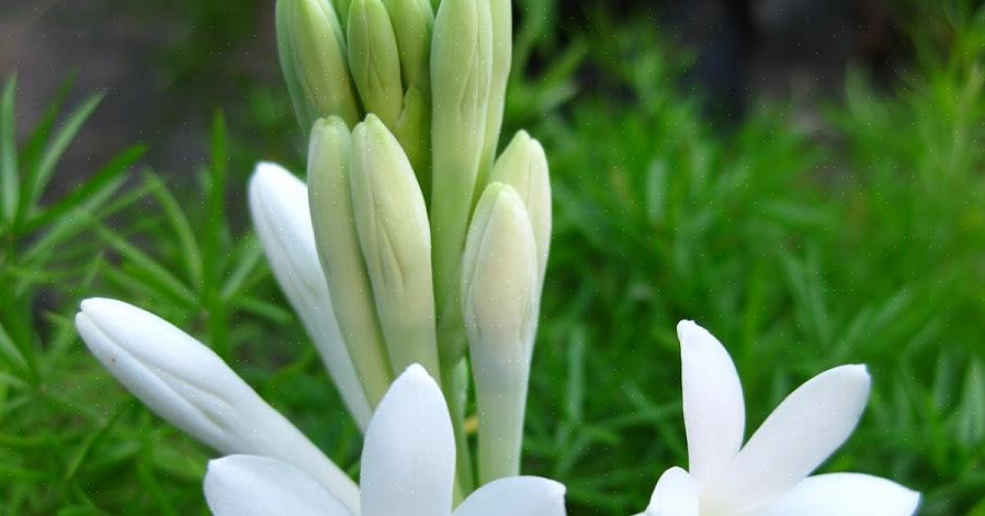 De plantenfamilie Agavaceae omvat het geslacht Polianthes