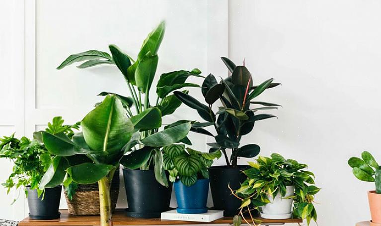 Hoewel de meeste planten in de winter minder water nodig hebben