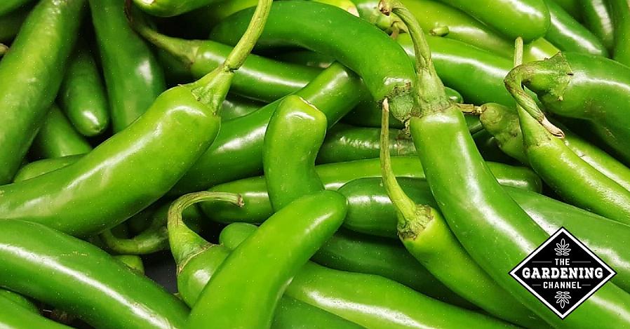 Hete peper groeitips