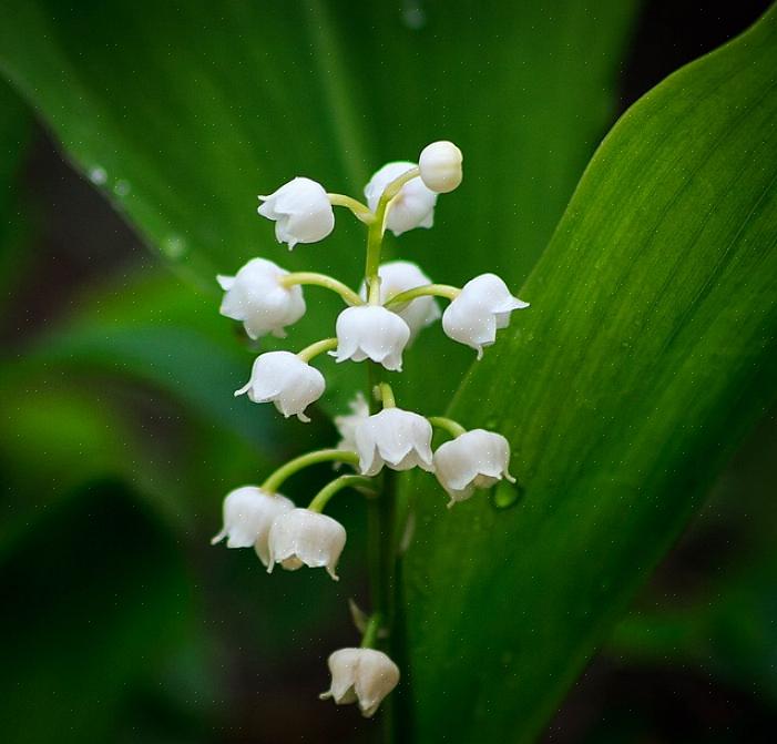Bij geënte planten verwoesten uitlopers van de onderstammen