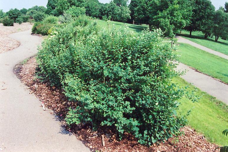 De gewone sneeuwbes (Symphoricarpos albus) is een bladverliezende struik die roze bloemen